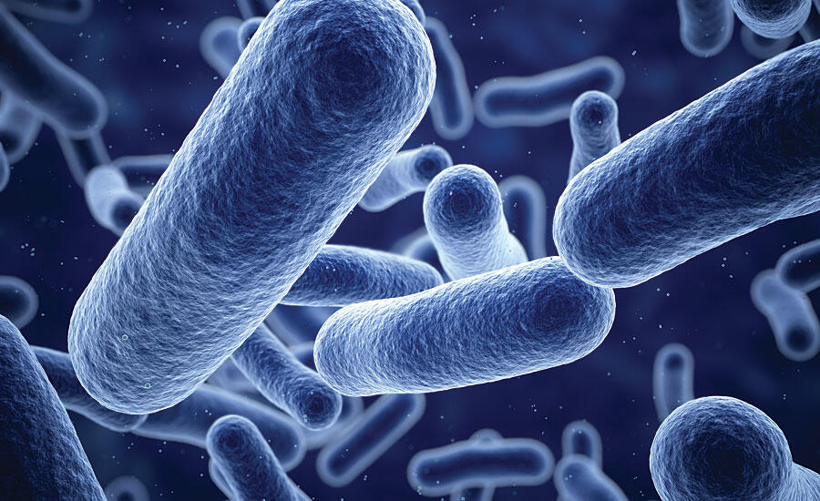 A microscopic view of antibiotic-resistant bacteria—silent threats fueling the global antimicrobial resistance crisis.